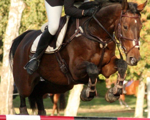 Springpferd Harrison B (Irish Sport Horse, 1997, von Bergerac)