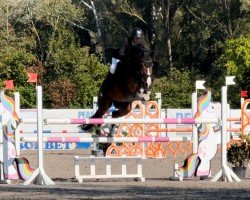 jumper Apel (Bulgarian Warmblood, 2015, from Demet - Apokalipsis)