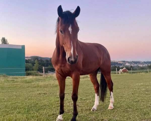 horse Don Valentino (Hanoverian, 2018, from Vitalis)