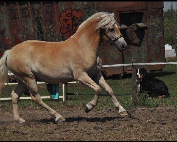 horse Nero (Edelbluthaflinger, 2012, from Navy Blue)