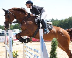 jumper Kenmimata (KWPN (Royal Dutch Sporthorse), 2015, from Van Schijndel's Rascin)