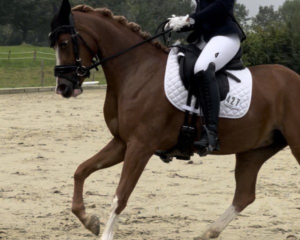 Pferd Jokers Goldmarie (Deutsches Reitpony, 2020, von Jockers Golden Boy)