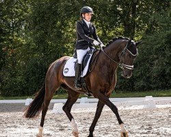 dressage horse Fürst Salinero (Oldenburg, 2019, from Fürst Samarant)