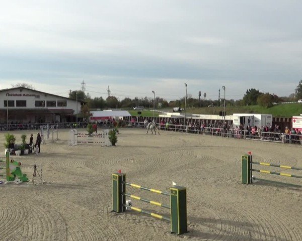 Reitturnier Achern 2024