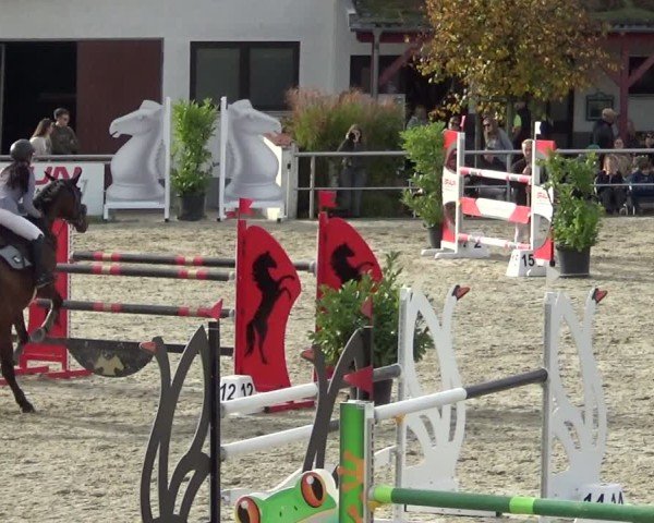 Reitturnier Achern 2024