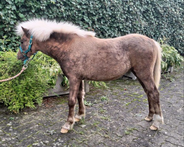 Pferd Bonamia von Clus (Deutsches Classic Pony, 2024, von Kollin von Clus)