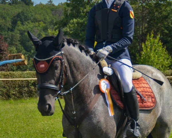 Pferd Zara ZS (unbekannt,  )