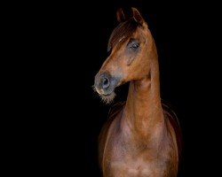 Dressurpferd Roma 150 (Dänisches Warmblut, 2008, von Blue Hors Romanov)