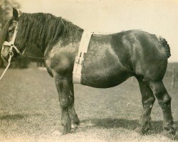 broodmare Damsdorf RS 8556 (Rhenish-German Cold-Blood, 1910, from Marnix RS 227)