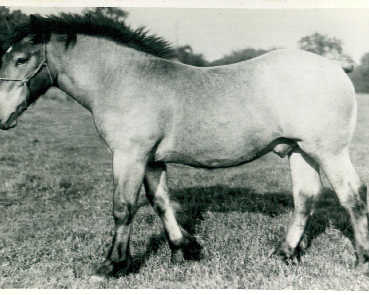 stallion Wolfram von Dixhof RS 951 (Rhenish-German Cold-Blood, 1928, from Lotos RS Ldb Wi)