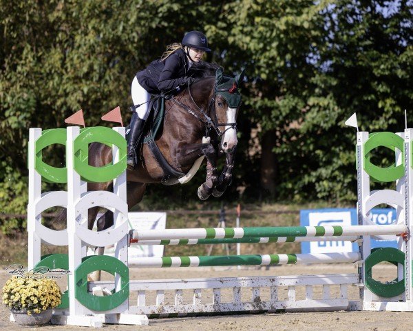 Springpferd Quin Quimba Z (Zangersheide Reitpferd, 2019, von Quintessence van de Laarse Heide)