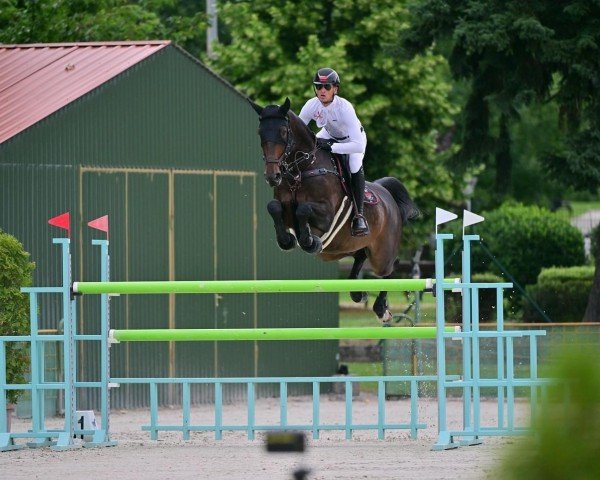 jumper CHAMBOLINO K (Westphalian, 2016, from Chaman)