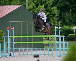 jumper CHAMBOLINO K (Westphalian, 2016, from Chaman)
