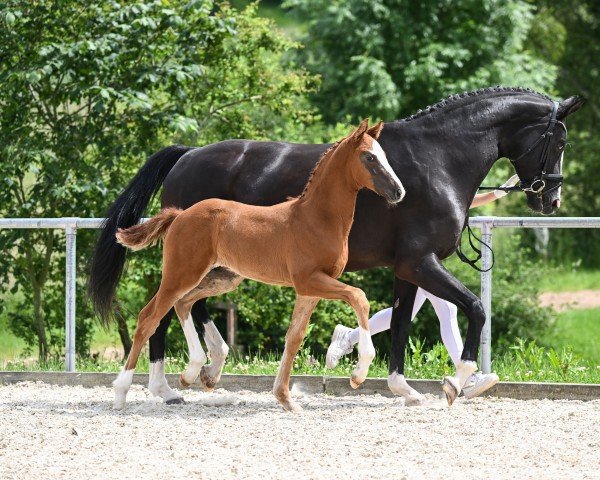Pferd Vivallos (Deutsches Sportpferd, 2024, von DSP VA Bene)