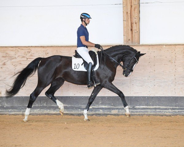 broodmare Pikolla (German Sport Horse, 2016, from Fürsten-Look)