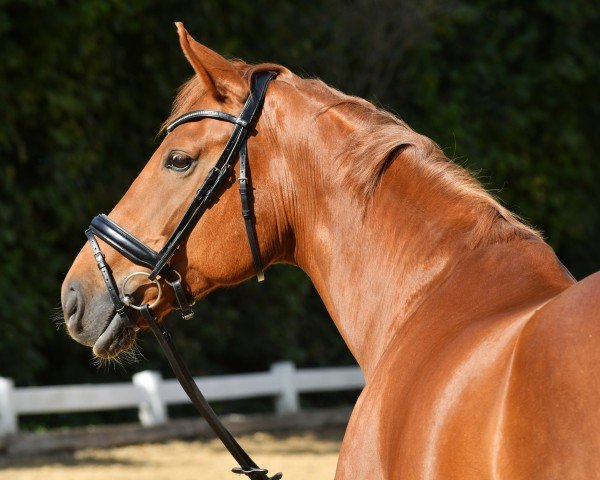 dressage horse Desiree 582 (Hanoverian, 2014, from Destano)