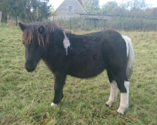 broodmare Edwina vom Ibitztal (Dt.Part-bred Shetland pony, 2024, from Leelands Mr. Eldor)