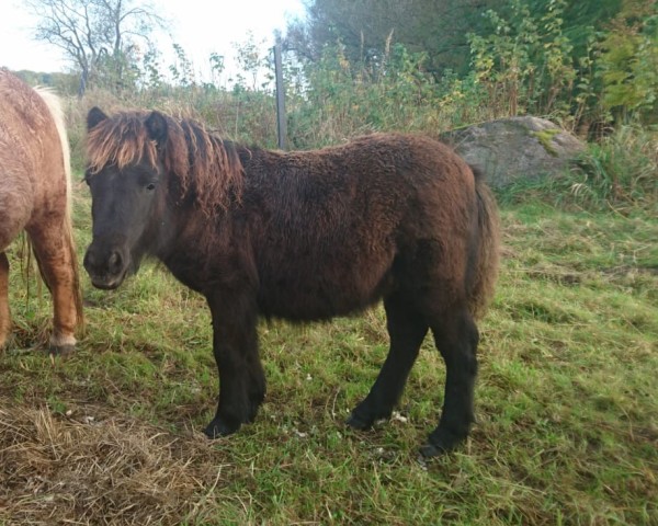 stallion Manfred vom Ibitztal (Dt.Part-bred Shetland pony, 2024, from Maarschalk v. d. Kortenhof)