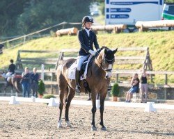 horse Vidar Odinson (German Riding Pony, 2020, from Top Vancouver)