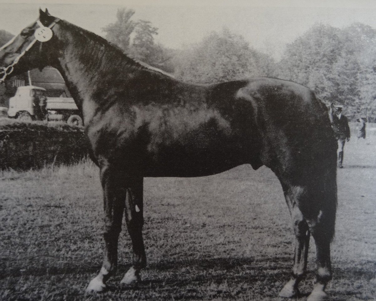 stallion Greino 1345 (Noble Warmblood, 1973, from Greif 1278)