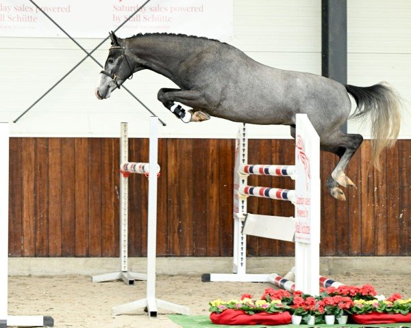 horse Berlin FS (German Riding Pony, 2021, from Basaretto)