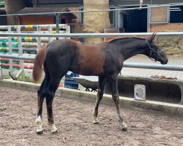 horse Tobango (German Sport Horse, 2024, from Tobaro)