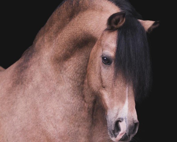 dressage horse Follow me vom Alten Grenzhof (Welsh-Cob (Sek. C), 2002, from Reifenstein vom Alten Grenzhof)