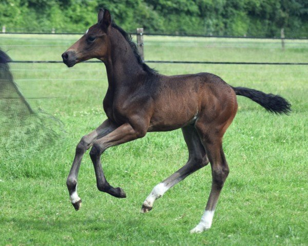 horse Bon Jovi (Oldenburg, 2024, from Bonds)
