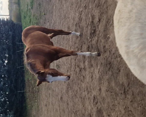 Video von Stute von Blue Diamond / Cezaro