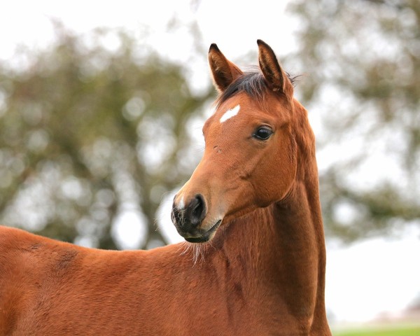 broodmare Calea von Herzwil CH (Swiss Warmblood, 2024, from Comme Prevu)