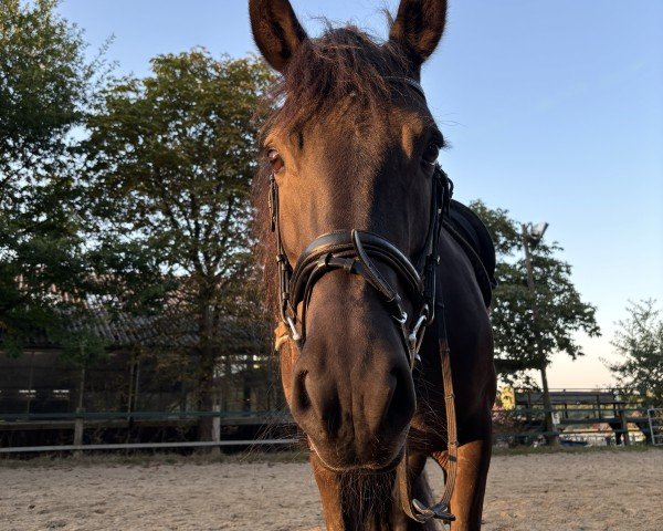Pferd Annabell 521 (Friesen-Mix, 2014)