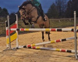 stallion Champions League 12 (German Riding Pony, 2012, from Casino Royale K WE)