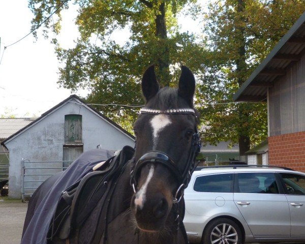 Dressurpferd Spanish Eyes Tcf (Deutsches Reitpony, 2006, von Special Dream TCF)
