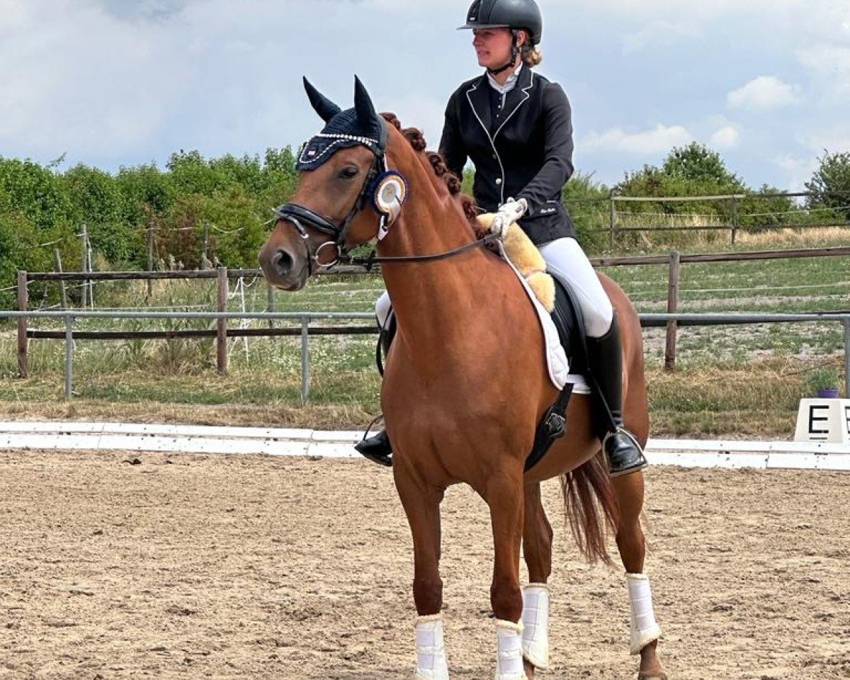 Cavallo da Dressage Blind Date R (Hannoveriano, 2019, di Bordeaux 28)