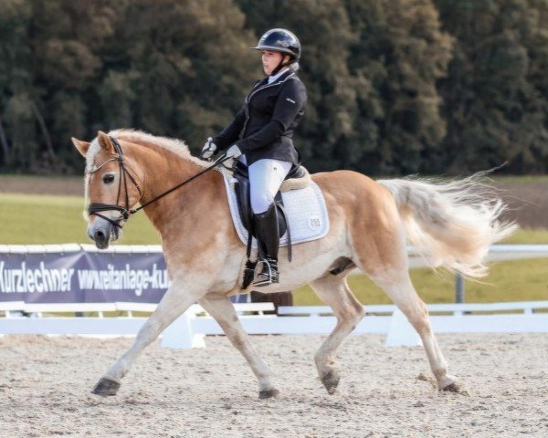 dressage horse Almprinz 11 (Haflinger, 2009, from Almfürst van het Groentenhof)