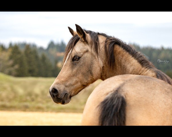 horse Doppelherz S (German Riding Pony, 2018, from HET Don´t forget me)