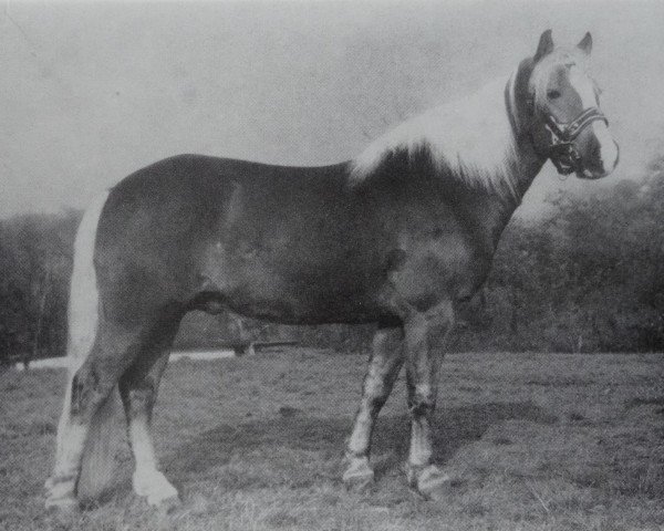 stallion Start 70 (Haflinger, 1975, from Stapel 51) stallion Start 70 (Haflinger, 1975, from Stapel 51)