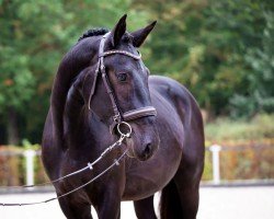 dressage horse Elano 51 (Sachs-door. Heavy Warmbl., 2021, from Elitär)