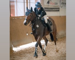 jumper Balouzio (German Sport Horse, 2017, from Balou du Rouet)
