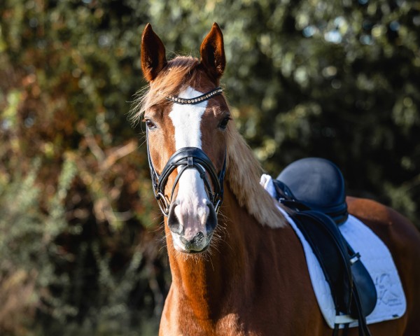 Pferd FJL Daydream Deluxe (Westfale, 2019, von Diamond Deluxe)