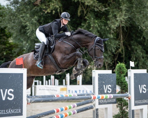 broodmare Kiwie (Westphalian, 2015, from Kannan)