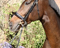 jumper Doc Shot Lady xx (Thoroughbred, 2016, from Legolas xx)