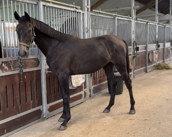 horse Hengst von Vigaro / Cassiano (Holsteiner, 2023, from Vigaro)