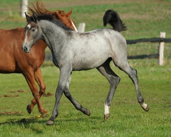 horse Stute von Jasper / Cassiano (Holsteiner, 2024, from Jasper)