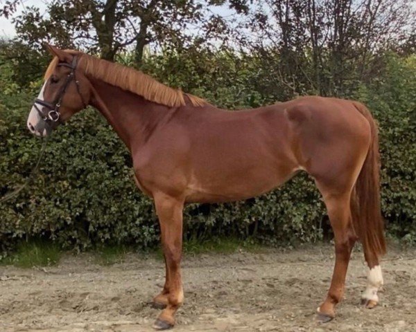 Pferd Fly with me 9 (Holsteiner, 2019)