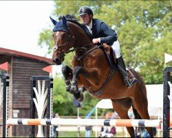 jumper Kensington Tn (KWPN (Royal Dutch Sporthorse), 2015, from Calvaro Z)