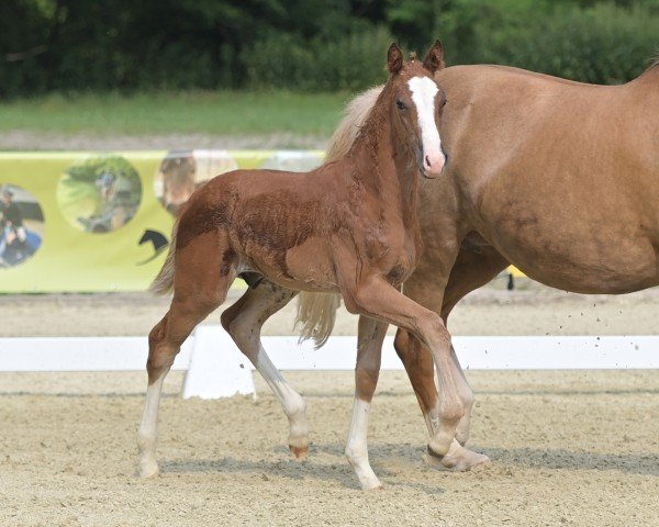 horse Feuertänzer (German Sport Horse, 2024, from Fiancé)
