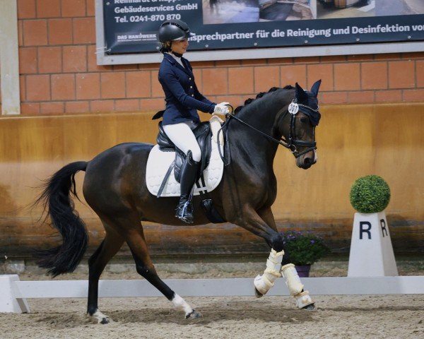 dressage horse Vienna Ws (German Riding Pony, 2015, from Valido's Highlight)