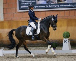 dressage horse Vienna Ws (German Riding Pony, 2015, from Valido's Highlight)