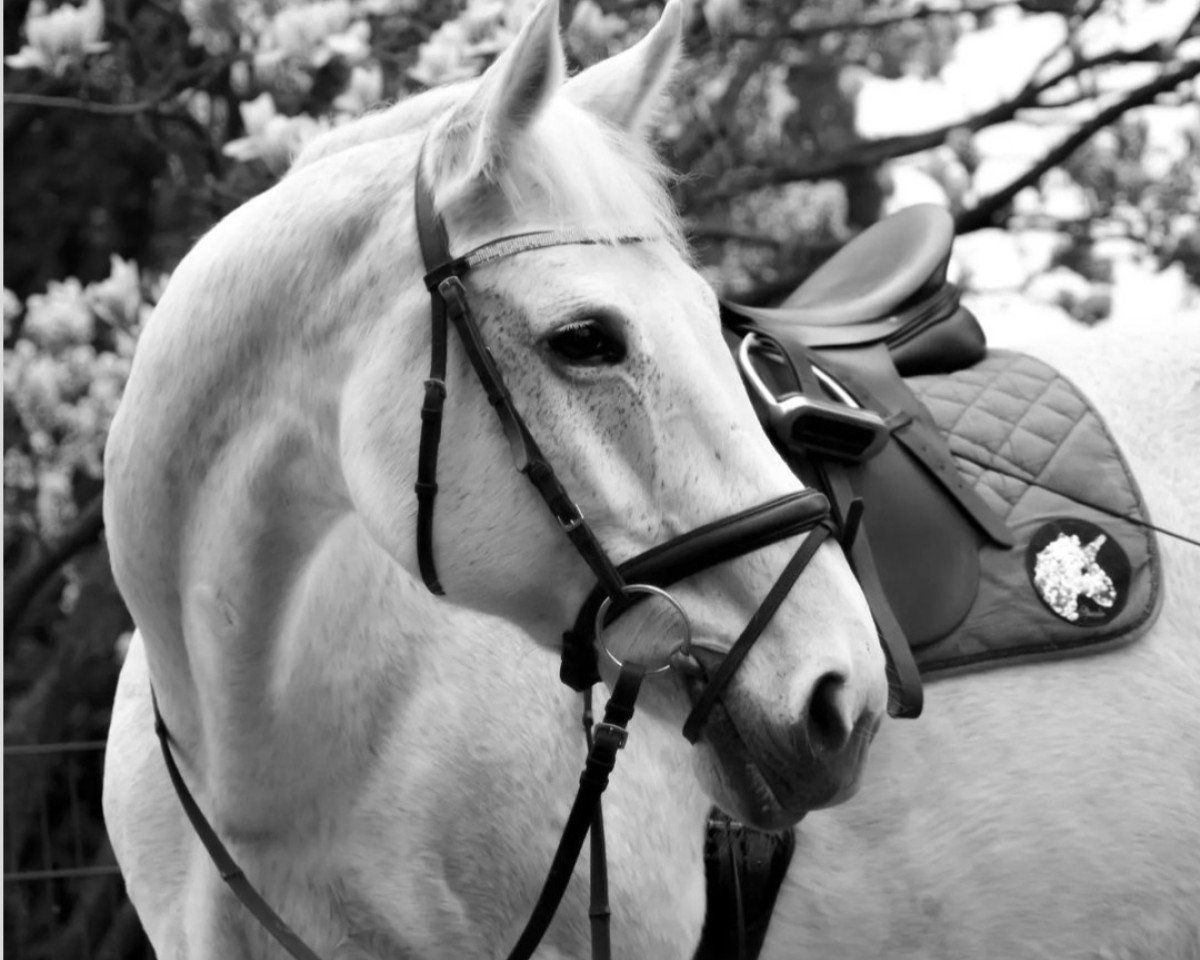 dressage horse Cornflake 12 (Oldenburg, 2006, from Colman)